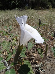 datura wrightii